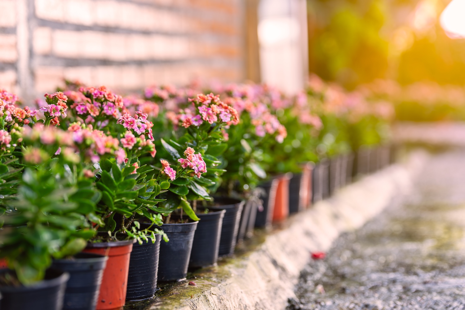 Pink flowers on a wall bought with landscaping loans